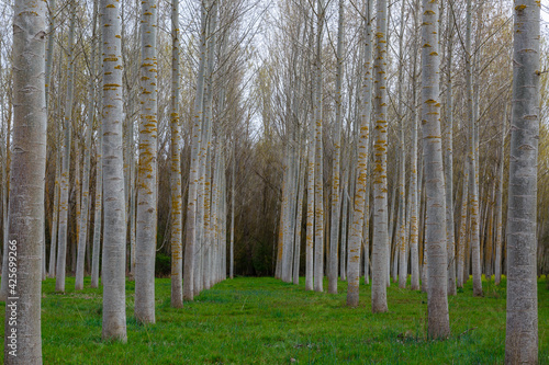 Populus canadensis. Canadian poplar forest for timber harvesting. photo