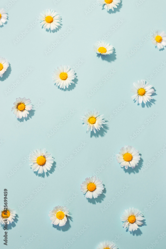Small daisy flowers on blue background; minimal spring background