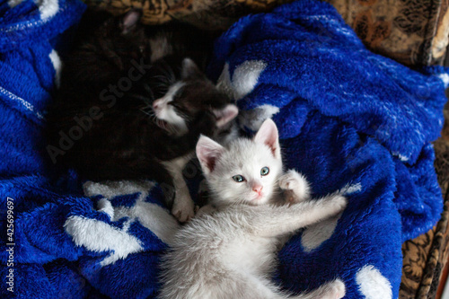 Kittens. Little kittens are sleeping. Beautiful portrait of kittens for lifestyle design.