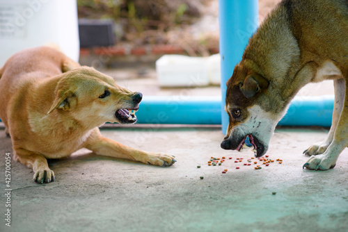 Canvas-taulu Two dogs are biting each other to compete for food.