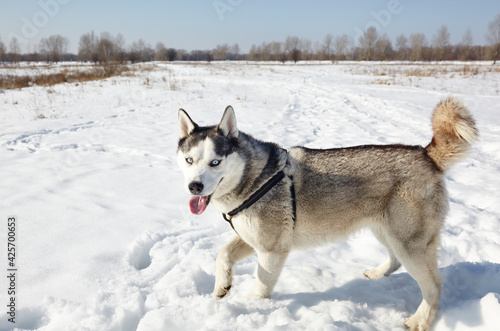 Husky dog stands in the snow and waiting for play