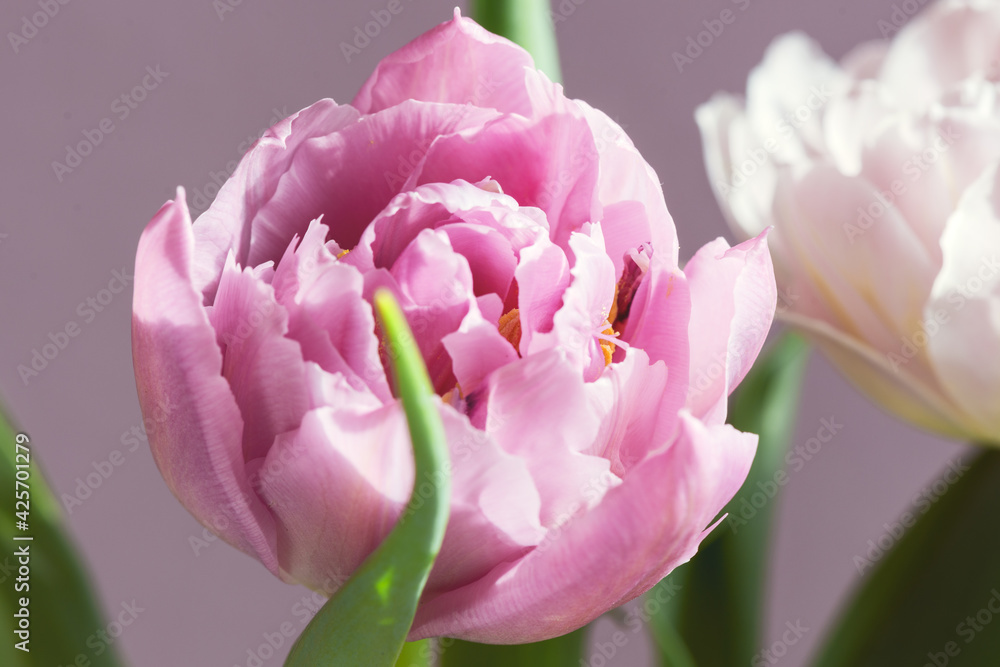 beautiful tulip on a lilac background 