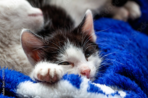 Kittens. Little kittens are sleeping. Beautiful portrait of kittens for lifestyle design.