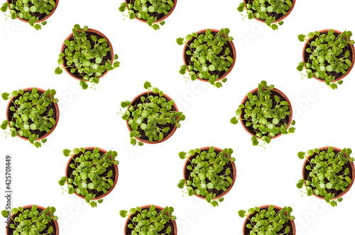 Pattern of pots with microgreen on a white background