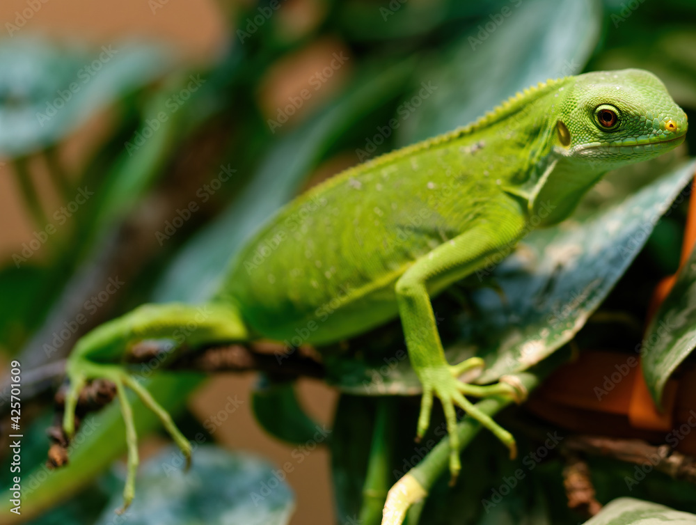 Brachylophus fasiatus lizard in a natural museum Brachylophus fasiatus lizard in a natural museum