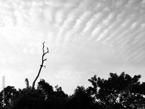 silhouette of a tree in the sunset