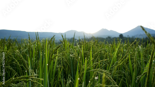 rice field