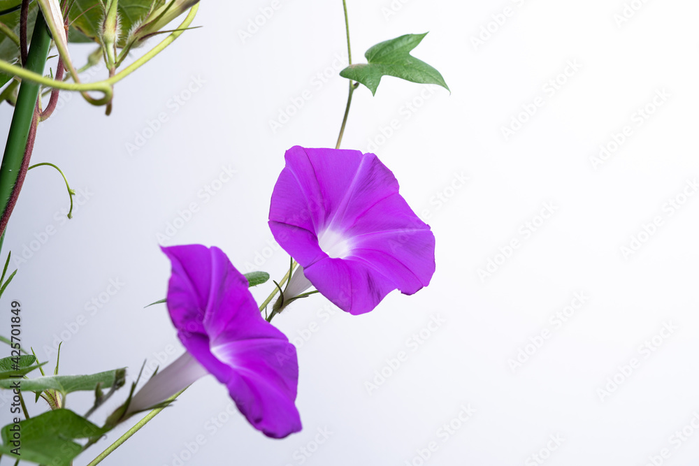 Photographing pink morning glories against a white background Photographing pink morning glories against a white background