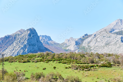 Green meadow with cows grazing in the lack of the mountain with the forest blooming in springtime