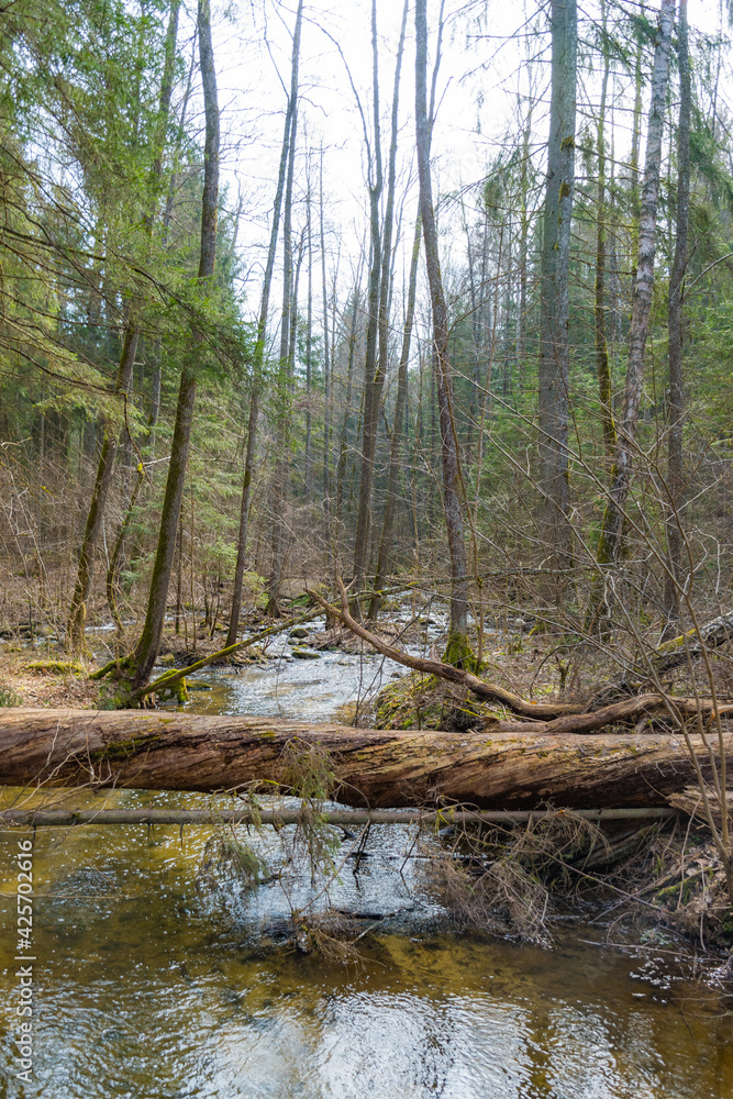 Forest and river with fallen trunks of trees in spring, vertical Forest and river with fallen trunks of trees in spring, vertical