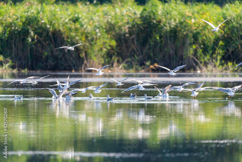 a flock of river gulls flies over the water