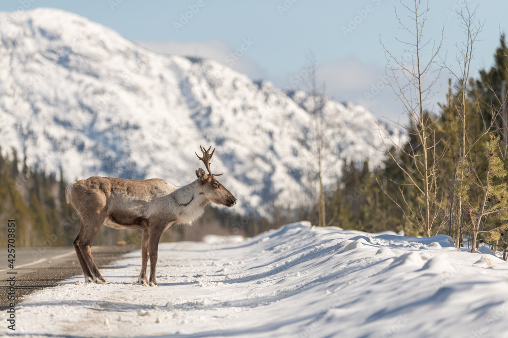Single caribou standing on the side of Alaska Highway in northern Canada during a bright sky sunny day with blue skies, antlers, huge mountains in the background. Single caribou standing on the side of Alaska Highway in northern Canada during a bright sky sunny day with blue skies, antlers, huge mountains in the background.