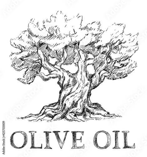 Old olive tree vintage illustration with lettering