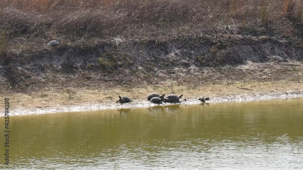 Bale of western chicken turtles sunning themselves on the shore of pond nestled among the sand hills of southeast Texas on a sunny winter day Bale of western chicken turtles sunning themselves on the shore of pond nestled among the sand hills of southeast Texas on a sunny winter day