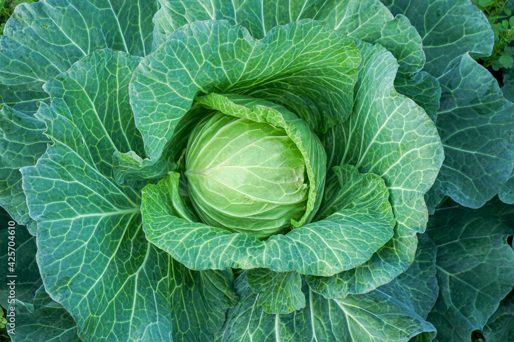 Close up of Green cabbage head in the garden Close up of Green cabbage head in the garden