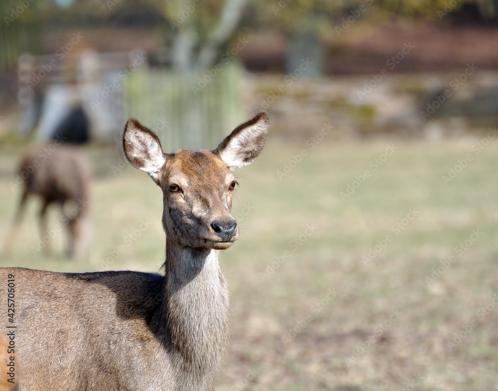 Damhirsch Damhirsch