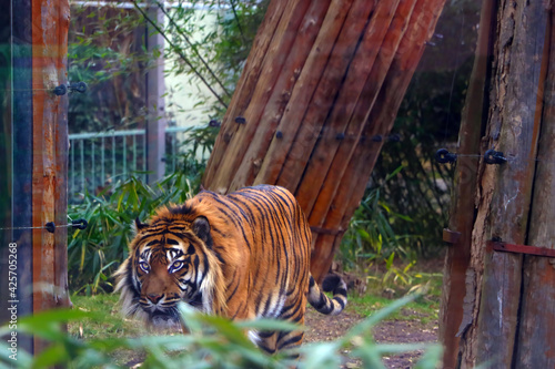 Close-up of an adult tiger in the green. photo