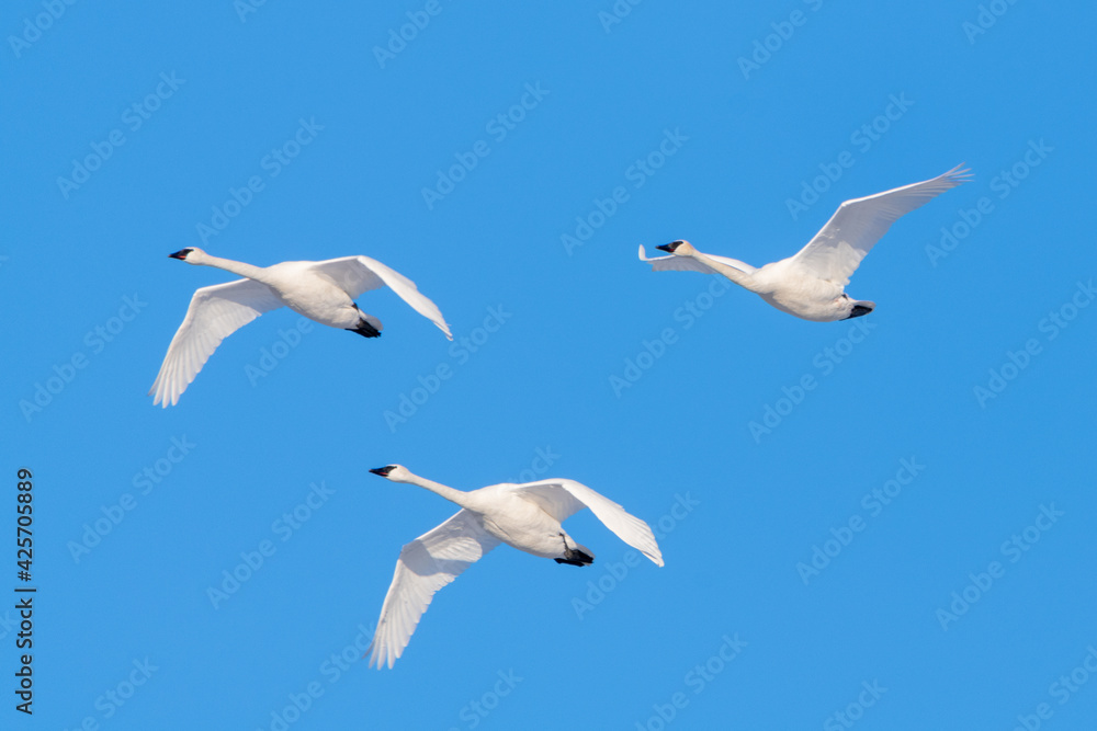 Flock of migrating trumpeter swans seen in northern Canada with blue sky background during spring time in northern Canada, Tagish. Flock of migrating trumpeter swans seen in northern Canada with blue sky background during spring time in northern Canada, Tagish.
