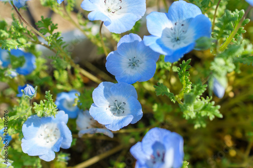 Nemophila   Baby blue eyes 