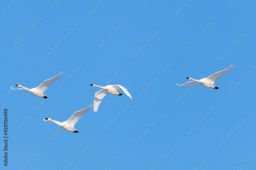 Flock of migrating trumpeter swans seen in northern Canada with blue sky background during spring time in northern Canada, Tagish. Flock of migrating trumpeter swans seen in northern Canada with blue sky background during spring time in northern Canada, Tagish.