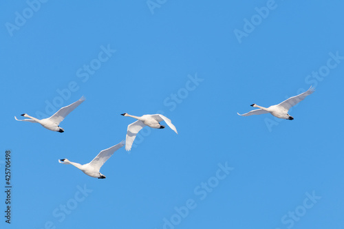 Flock of migrating trumpeter swans seen in northern Canada with blue sky background during spring time in northern Canada  Tagish. 