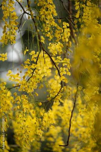 Kanikonna / Konnapoo - The Vishu Special Flower 
Cassia fistula, commonly known as golden shower, purging cassia, Indian laburnum.
 photo