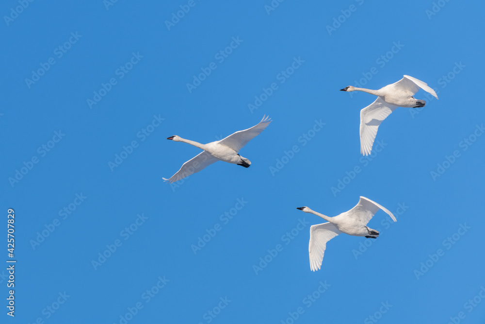 Obraz premium Flock of migrating trumpeter swans seen in northern Canada with blue sky background during spring time in northern Canada, Tagish.