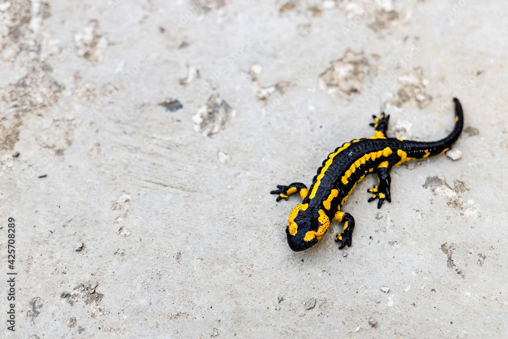 European fire salamander..Black yellow spotted fire salamander. Salamander by a lizard-like appearance with black and yellow body pattern.