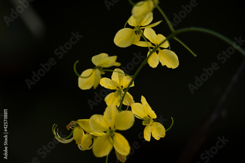 Kanikonna / Konnapoo - The Vishu Special Flower 
Cassia fistula, commonly known as golden shower, purging cassia, Indian laburnum.
 photo