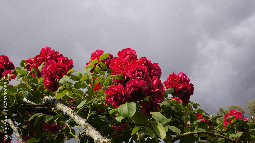 bushes of scarlet roses under a gray sky 