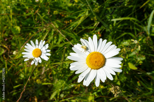 Fototapeta Naklejka Na Ścianę i Meble -  Little white spider on the chamomile petals. Two chamomile flowers on a green meadow.