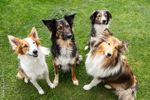 Canvas Print Pack of diversity dogs on green lawn, four mixed-breed and purebred dogs