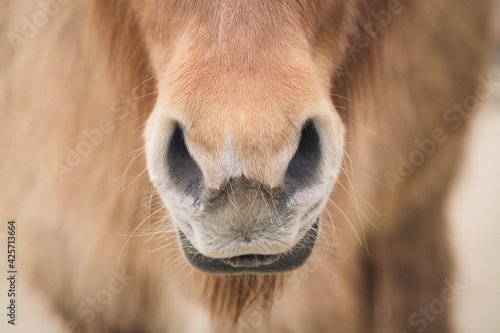 Nüstern / Maul (Pferd/Pony) © Petra Fischer