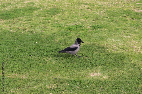 hooded crow on the grass with space for inscription