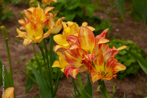 Picturesque yellow-orange lilies grow in the garden