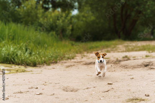 Puppy running on beach with sand