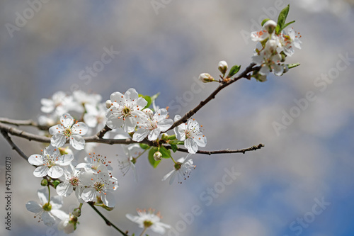 Blühende Wilde Mirabelle,Prunus cerasifera,im Frühling