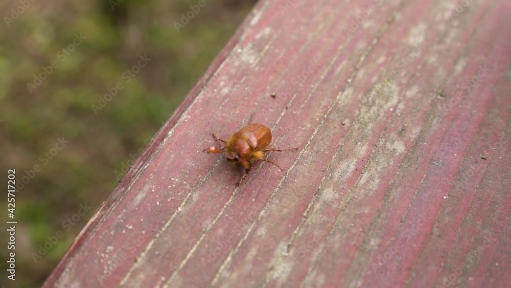 May ore June beetle moving. Modern cinematic tracking dolly shot. May ore June beetle moving. Modern cinematic tracking dolly shot.