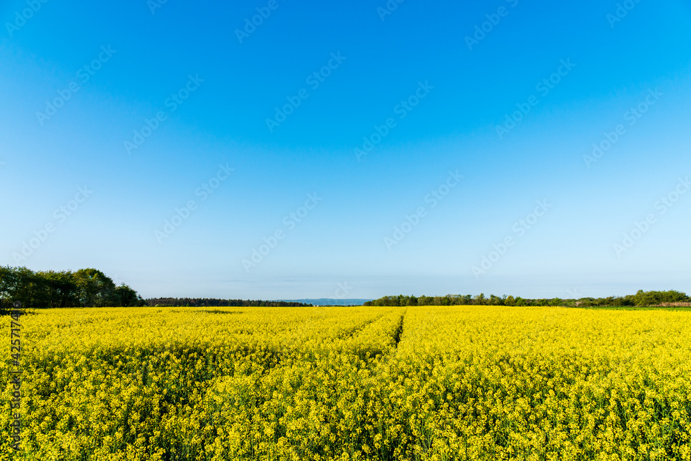Field of bright yellow rapeseed and clear blue sky. Landscape scenery in rural environment on a sunny day. Agricultural field to grow plants for renewable resources like biodiesel.