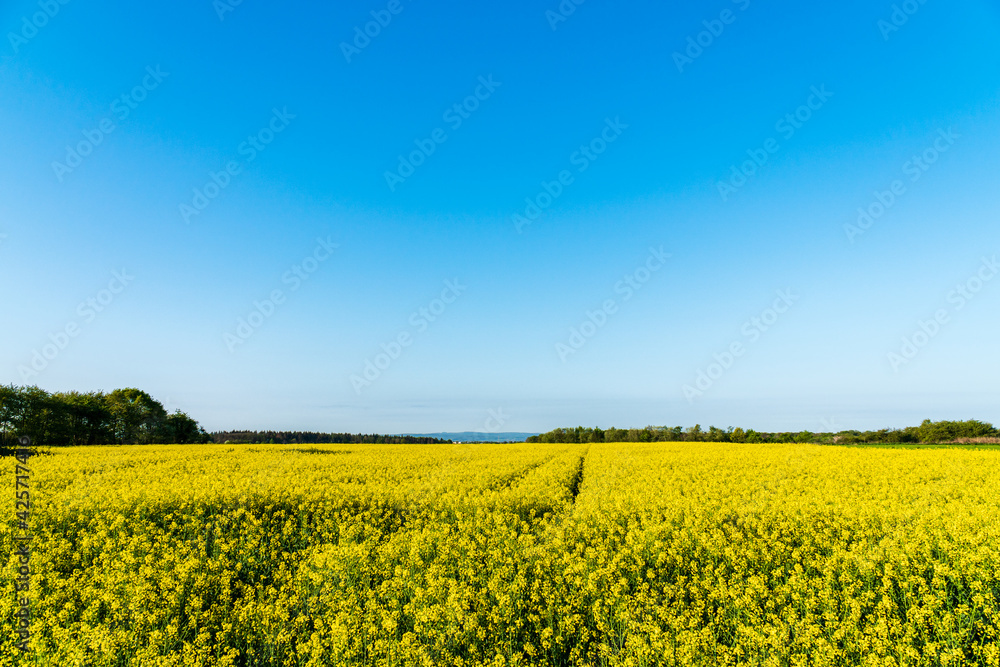 Field of bright yellow rapeseed and clear blue sky. Landscape scenery in rural environment on a sunny day. Agricultural field to grow plants for renewable resources like biodiesel. Field of bright yellow rapeseed and clear blue sky. Landscape scenery in rural environment on a sunny day. Agricultural field to grow plants for renewable resources like biodiesel.