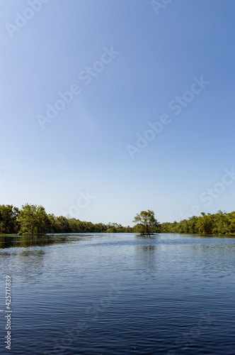 Matapica Tree photo