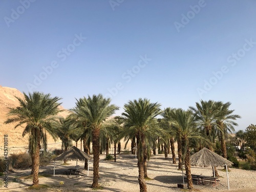 palm trees in the desert near the dead sea israel © subbot