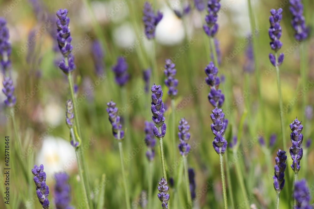 Naklejka premium field of lavender