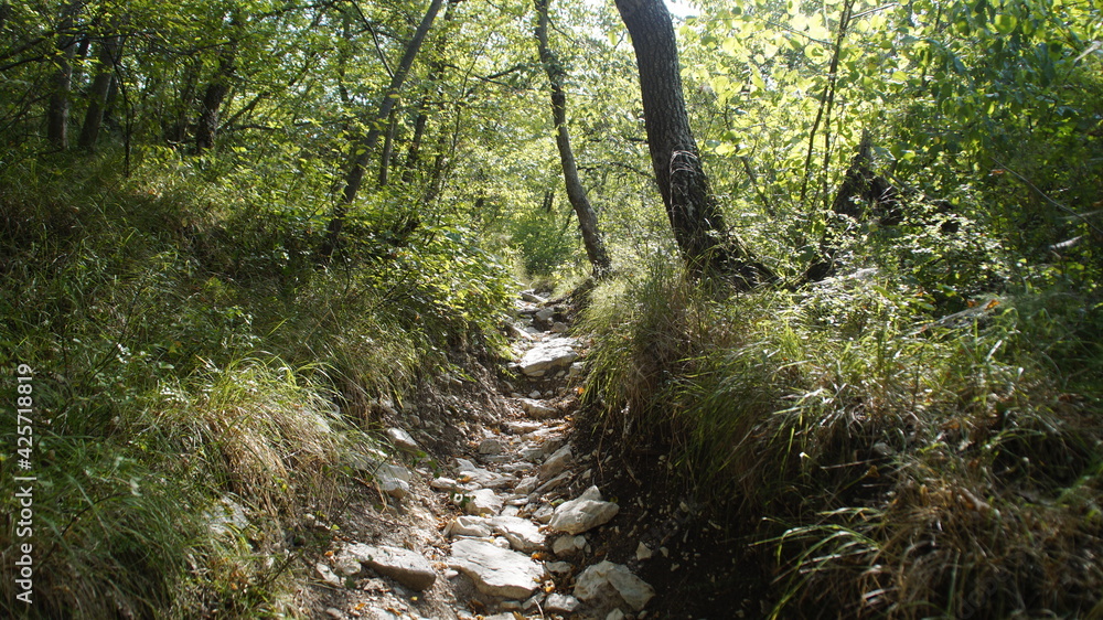 Fototapeta premium Vista lungo il sentiero sui monti delle Cesane nelle Marche