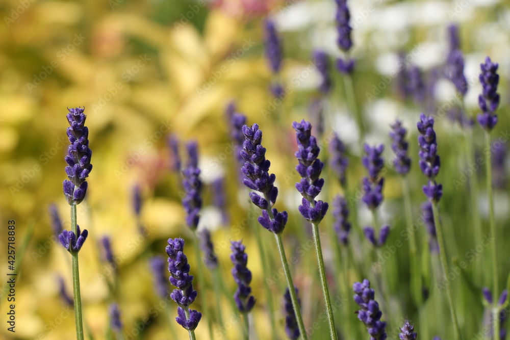 Fototapeta premium lavender field in region