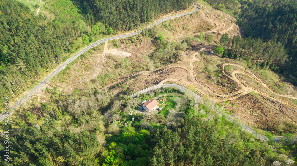 aerial view of poine tree plantation aerial view of poine tree plantation