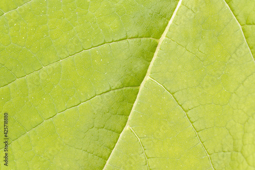 Blooming leaf green color macro texture .Texture or background