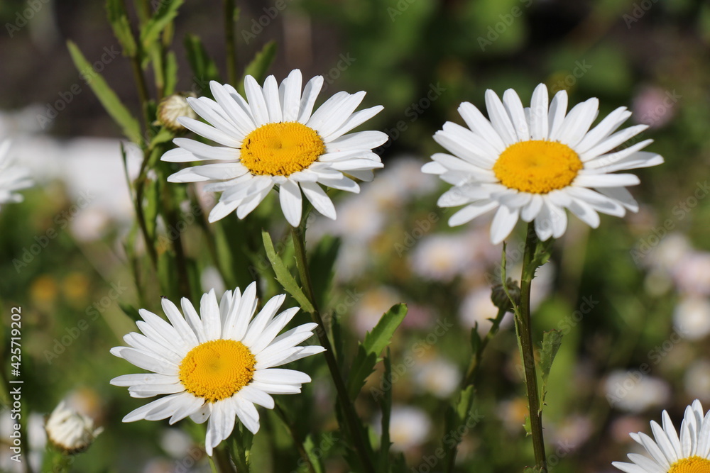 daisies in a field