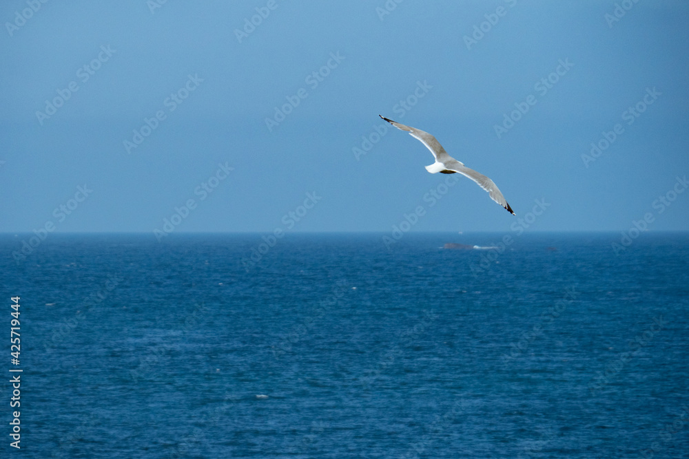 A sea gull enjoying the coastal wind above the sea in front of the blue sky