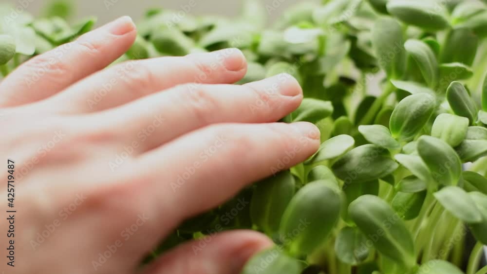 Sunflower microgreens close-up.Slow motion.The concept of healthy eating,vegan concept.Home gardening. Sunflower microgreens close-up.Slow motion.The concept of healthy eating,vegan concept.Home gardening.
